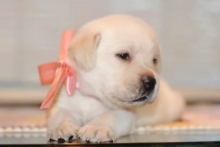 래브라도 클릭 : 개로 불릴 수있는 아름답고 원래의 이름. 22922_11