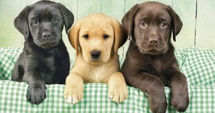 Pagès Clicks: noms bonics i originals que poden ser cridats gossos. 22922_5