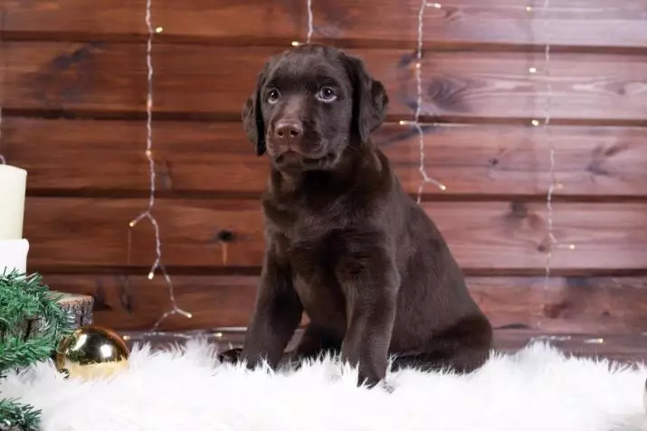 Labrador Clicks: Krásná a originální jména, která mohou být nazývána psi. 22922_8