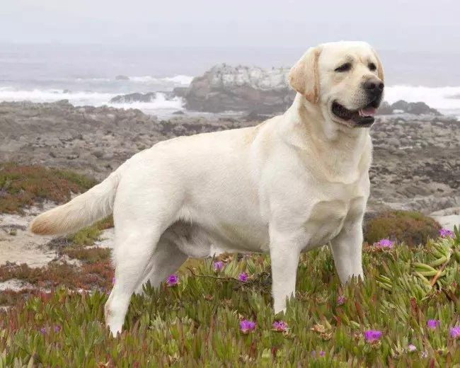 Pesha Labrador: Sa qen i rritur peshon? Tabela e peshës së qenve për muaj 22924_12