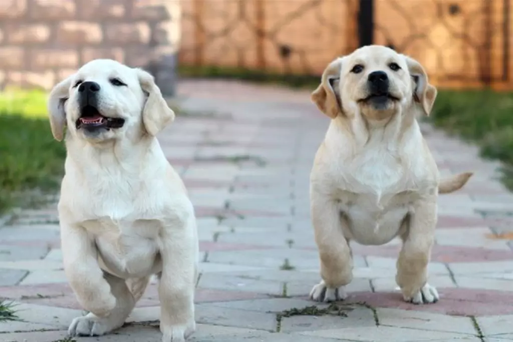 Labrador Berat: Berapa banyak anjing dewasa berat? Jadual Berat Puppy selama berbulan-bulan 22924_2