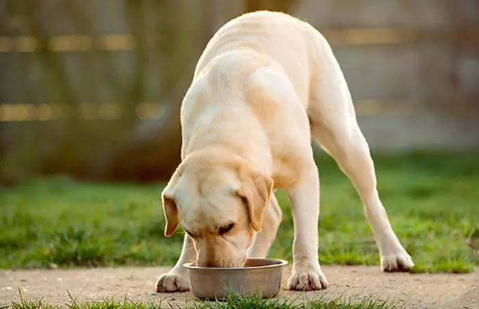 Labrador Peso: Cantos cans adultos pesa? Mesa de peso de can por meses 22924_3
