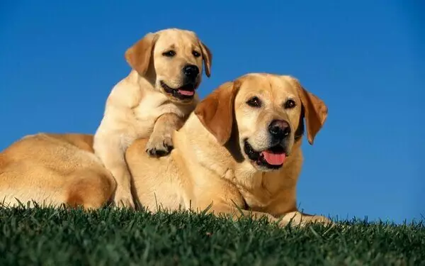 Berat Labrador: Berapa berat anjing dewasa? Meja berat anak anjing selama berbulan-bulan 22924_5
