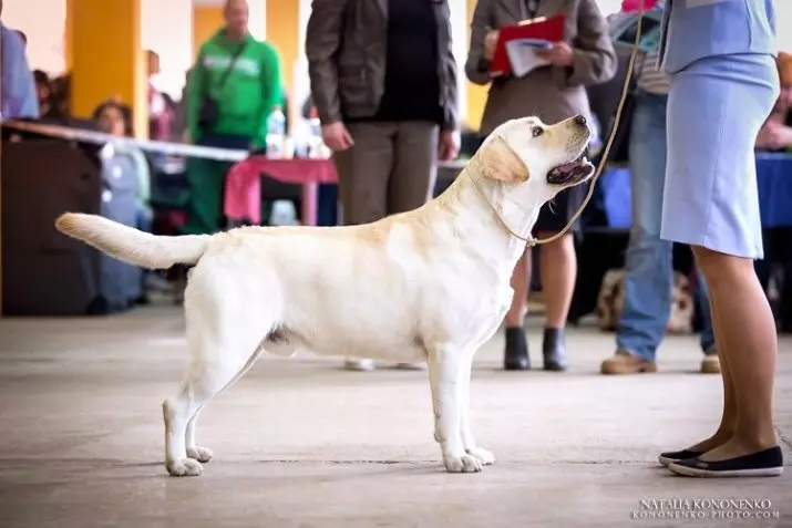 Labrador Berat: Berapa banyak anjing dewasa berat? Jadual Berat Puppy selama berbulan-bulan 22924_6