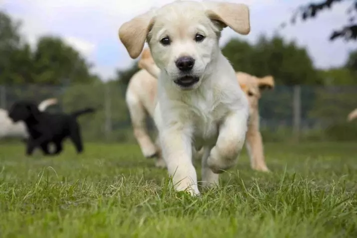 Cŵn Bach Labrador 1 mis (32 Lluniau): Sut olwg sydd ar sut i fwydo a sut i fwydo Cŵn Bach Misol Labrador-Retriever gartref? Faint ddylem ni ei bwyso? 22925_32