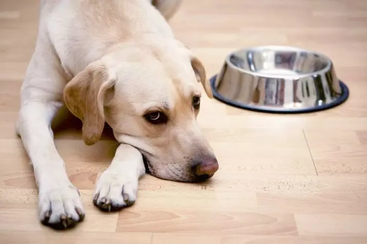 Храна за Лабрадор: Каков строг е подобро хранење кученца и возрасни кучиња? Супер Премиум Класа Рејтинг на храна и други класи 22926_2