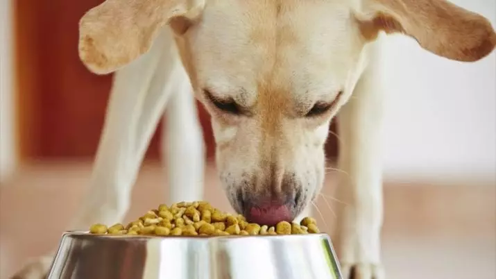 Feed for Labrador: Kindi celebek hişk û kûçikên mezinan çêtir e? Super Premium Class Rating û dersên din 22926_22