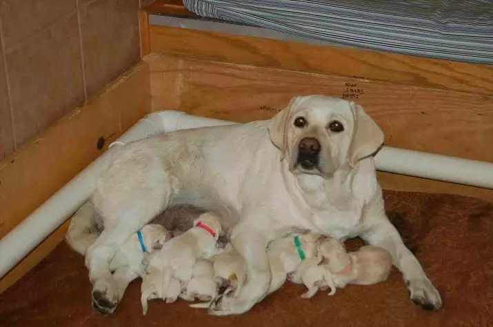 Feed for Labrador: Kindi celebek hişk û kûçikên mezinan çêtir e? Super Premium Class Rating û dersên din 22926_23