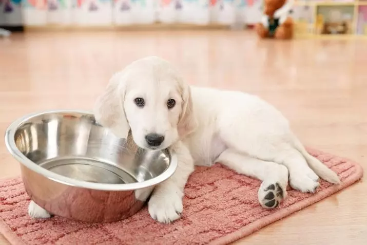 Feed për Labrador: Çfarë lloj stern është ushqim më të mirë të puppies dhe qen të rritur? Vlerësimi i Super Premium Klasa Ushqim dhe klasa të tjera 22926_25