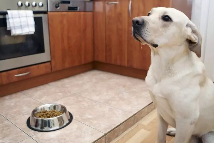 Feed për Labrador: Çfarë lloj stern është ushqim më të mirë të puppies dhe qen të rritur? Vlerësimi i Super Premium Klasa Ushqim dhe klasa të tjera 22926_3
