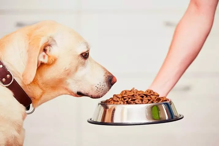 خوراک لابرادور: چه نوع استرن بهتر تغذیه توله سگ ها و سگ های بزرگسالان است؟ رتبه خوراک کلاس فوق العاده حق بیمه و کلاس های دیگر 22926_4
