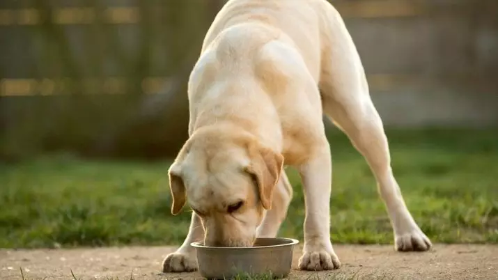 Feed for Labrador: Jaki rodzaj rufy lepiej karmienie szczeniąt i dorosłych psów? Super Premium Class Feed Ocena i inne klasy 22926_7