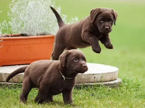 Шоколад Лабрадор (42 снимки): описание на кафяви кученца със сини очи, прякори за кучета момчета и момичета цвят шоколад 22927_10