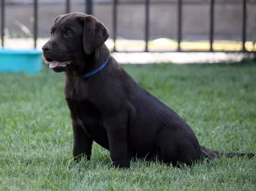 Шоколад Лабрадор (42 снимки): описание на кафяви кученца със сини очи, прякори за кучета момчета и момичета цвят шоколад 22927_11