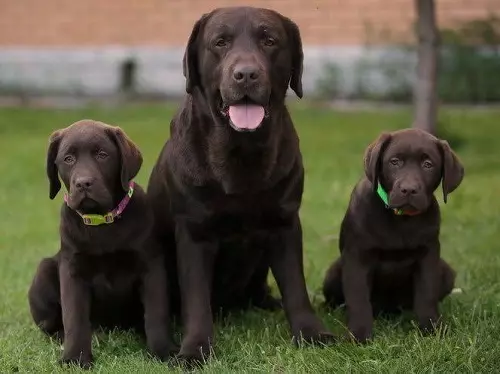Шоколад Лабрадор (42 снимки): описание на кафяви кученца със сини очи, прякори за кучета момчета и момичета цвят шоколад 22927_12