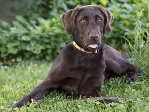 Шоколад Лабрадор (42 снимки): описание на кафяви кученца със сини очи, прякори за кучета момчета и момичета цвят шоколад 22927_13