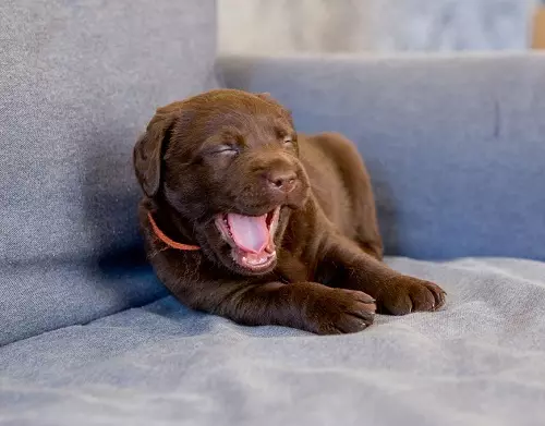 Шоколад Лабрадор (42 снимки): описание на кафяви кученца със сини очи, прякори за кучета момчета и момичета цвят шоколад 22927_15