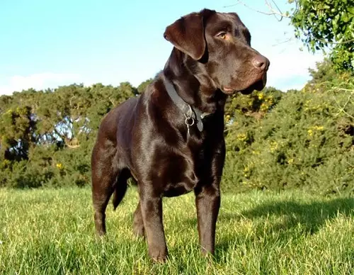 Шоколад Лабрадор (42 снимки): описание на кафяви кученца със сини очи, прякори за кучета момчета и момичета цвят шоколад 22927_17