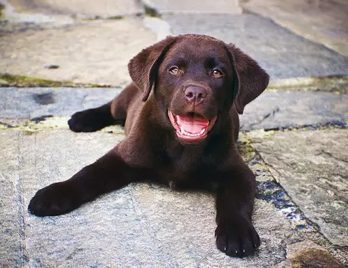 Шоколад Лабрадор (42 снимки): описание на кафяви кученца със сини очи, прякори за кучета момчета и момичета цвят шоколад 22927_18