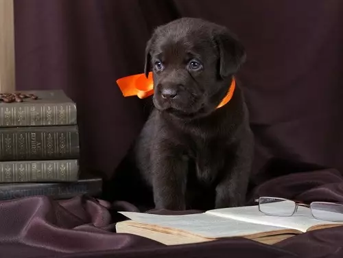 Шоколад Лабрадор (42 снимки): описание на кафяви кученца със сини очи, прякори за кучета момчета и момичета цвят шоколад 22927_20