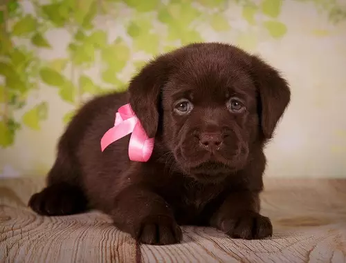 Шоколад Лабрадор (42 снимки): описание на кафяви кученца със сини очи, прякори за кучета момчета и момичета цвят шоколад 22927_21
