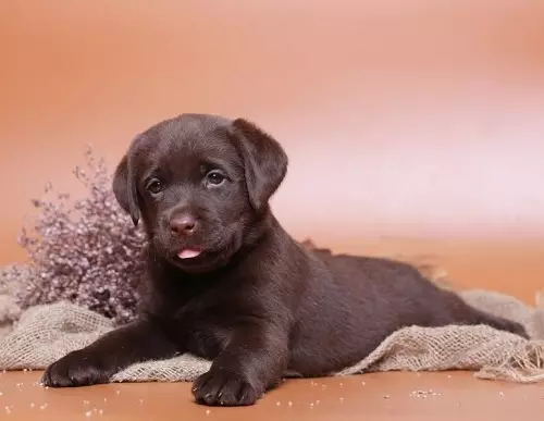 Шоколад Лабрадор (42 снимки): описание на кафяви кученца със сини очи, прякори за кучета момчета и момичета цвят шоколад 22927_22
