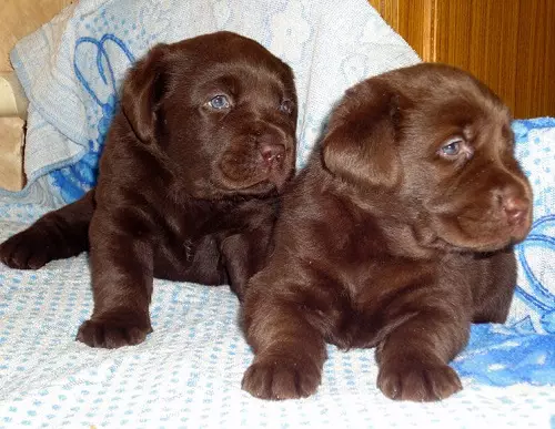 Шоколад Лабрадор (42 снимки): описание на кафяви кученца със сини очи, прякори за кучета момчета и момичета цвят шоколад 22927_23