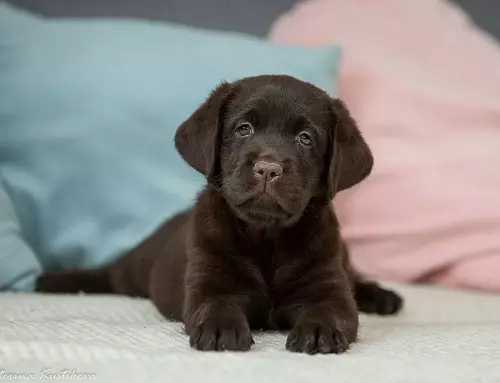 Шоколад Лабрадор (42 снимки): описание на кафяви кученца със сини очи, прякори за кучета момчета и момичета цвят шоколад 22927_24