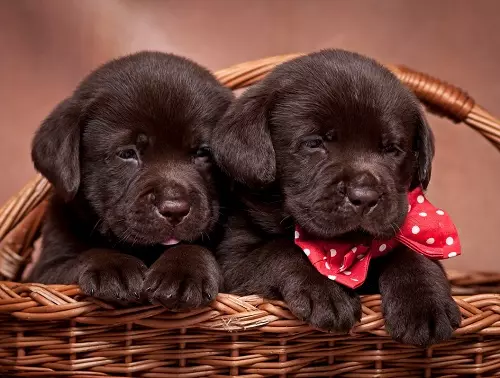 Шоколад Лабрадор (42 снимки): описание на кафяви кученца със сини очи, прякори за кучета момчета и момичета цвят шоколад 22927_25