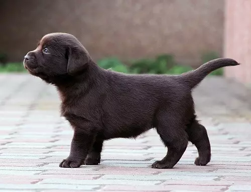 Шоколад Лабрадор (42 снимки): описание на кафяви кученца със сини очи, прякори за кучета момчета и момичета цвят шоколад 22927_26