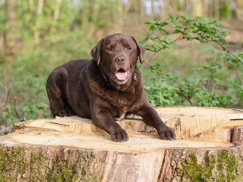 Шоколад Лабрадор (42 снимки): описание на кафяви кученца със сини очи, прякори за кучета момчета и момичета цвят шоколад 22927_27