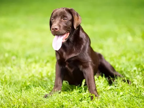 Шоколад Лабрадор (42 снимки): описание на кафяви кученца със сини очи, прякори за кучета момчета и момичета цвят шоколад 22927_28