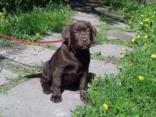 Шоколад Лабрадор (42 снимки): описание на кафяви кученца със сини очи, прякори за кучета момчета и момичета цвят шоколад 22927_29