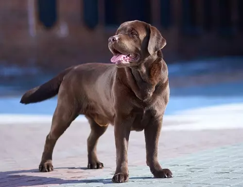 Шоколад Лабрадор (42 снимки): описание на кафяви кученца със сини очи, прякори за кучета момчета и момичета цвят шоколад 22927_3