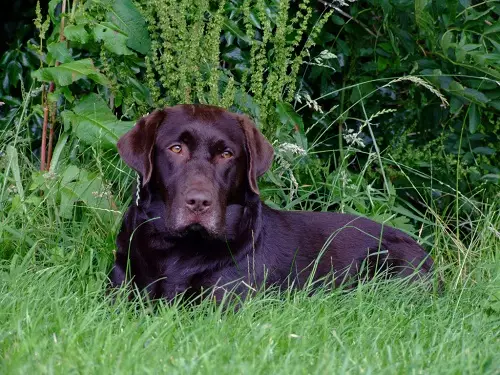 Шоколад Лабрадор (42 снимки): описание на кафяви кученца със сини очи, прякори за кучета момчета и момичета цвят шоколад 22927_30