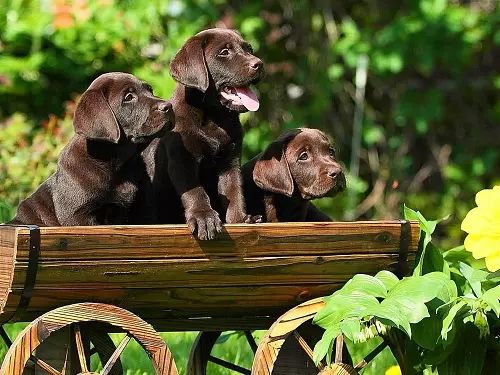 Шоколад Лабрадор (42 снимки): описание на кафяви кученца със сини очи, прякори за кучета момчета и момичета цвят шоколад 22927_31