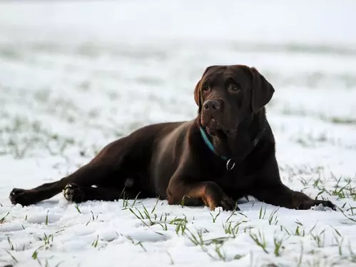 Шоколад Лабрадор (42 снимки): описание на кафяви кученца със сини очи, прякори за кучета момчета и момичета цвят шоколад 22927_33