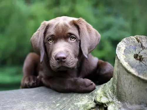 Шоколад Лабрадор (42 снимки): описание на кафяви кученца със сини очи, прякори за кучета момчета и момичета цвят шоколад 22927_34