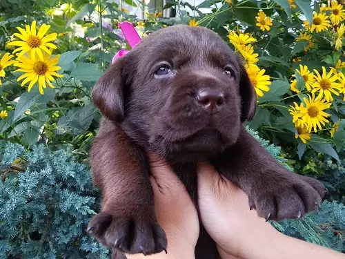 Шоколад Лабрадор (42 снимки): описание на кафяви кученца със сини очи, прякори за кучета момчета и момичета цвят шоколад 22927_35