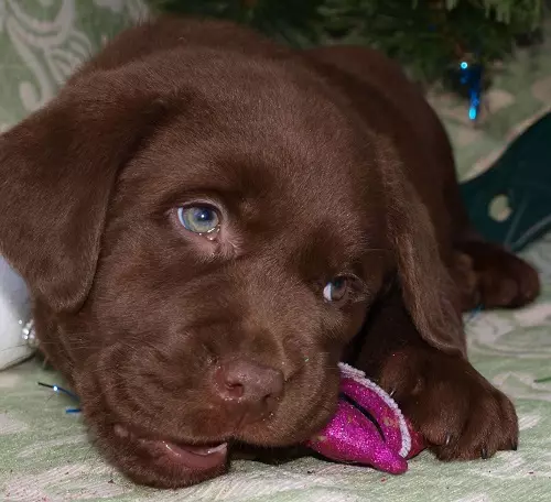 Шоколад Лабрадор (42 снимки): описание на кафяви кученца със сини очи, прякори за кучета момчета и момичета цвят шоколад 22927_37