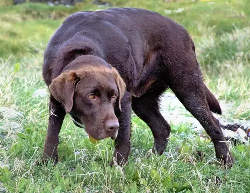 Шоколад Лабрадор (42 снимки): описание на кафяви кученца със сини очи, прякори за кучета момчета и момичета цвят шоколад 22927_4
