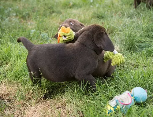 Шоколад Лабрадор (42 снимки): описание на кафяви кученца със сини очи, прякори за кучета момчета и момичета цвят шоколад 22927_41