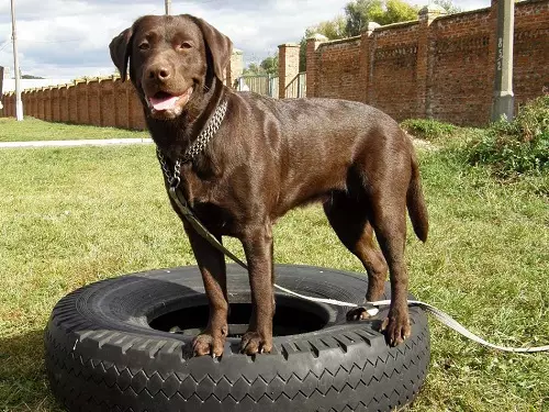 Шоколад Лабрадор (42 снимки): описание на кафяви кученца със сини очи, прякори за кучета момчета и момичета цвят шоколад 22927_6