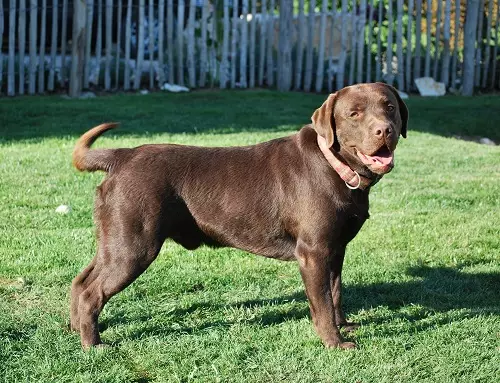 Шоколад Лабрадор (42 снимки): описание на кафяви кученца със сини очи, прякори за кучета момчета и момичета цвят шоколад 22927_7