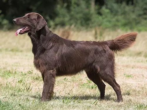 Шоколад Лабрадор (42 снимки): описание на кафяви кученца със сини очи, прякори за кучета момчета и момичета цвят шоколад 22927_8