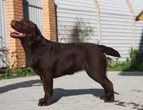 Шоколад Лабрадор (42 снимки): описание на кафяви кученца със сини очи, прякори за кучета момчета и момичета цвят шоколад 22927_9