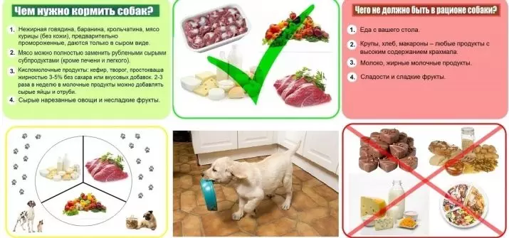 Можно ли кормящей говядину. Какие овощи можно давать собаке. Какие овощи нужно давать собакам. Какие овощи нельзя собакам. Натуральное питание для лабрадора.