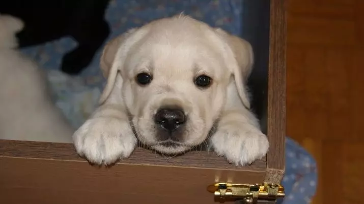 Clicuri pentru Boy Labrador: nume interesante și amuzante care pot fi numite un câine de rasă mare 22937_5