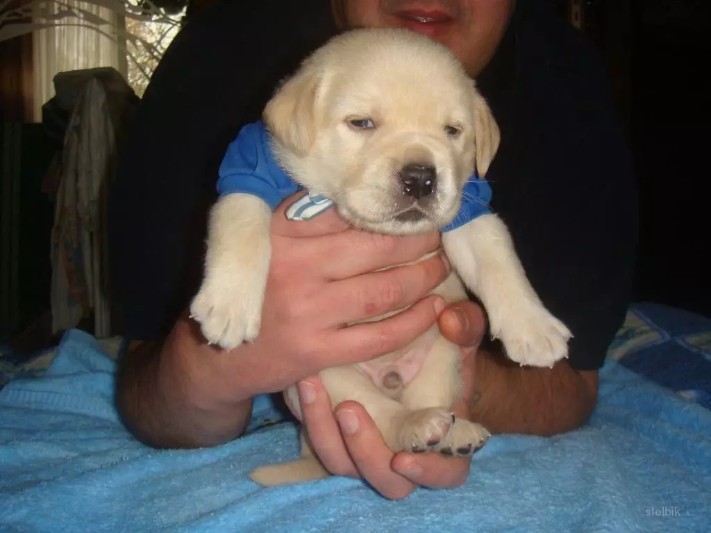 Clicks för Labrador Pojke: Intressanta och roliga namn som kan kallas en stor rashund 22937_6