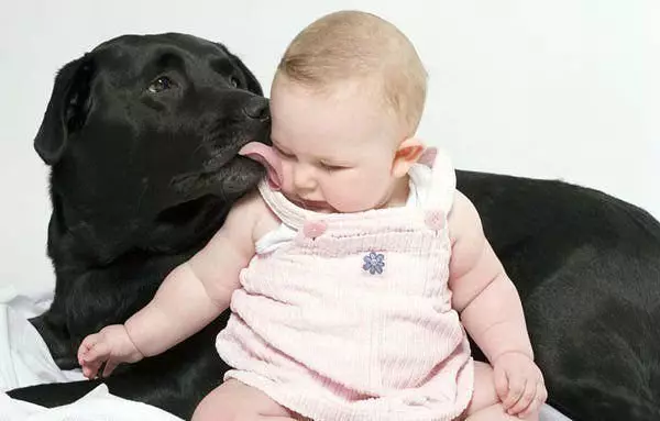 Labrador đen (43 ảnh): Nhân vật của chó và chó con trưởng thành, biệt danh cho các cô gái và bé trai màu đen, thực phẩm và mô tả của giống 22940_10
